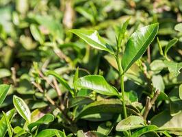 hojas de té verde en una plantación de té