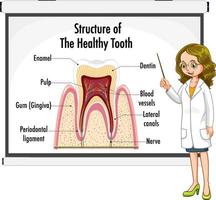 Infographic of human in structure of the healthy tooth vector