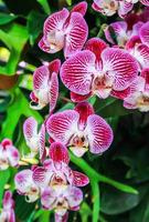 Close up beautiful pink orchid