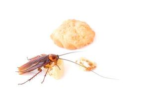 cucaracha comiendo galletas sobre fondo blanco foto