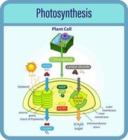 Diagram showing process of photosynthesis with plant and cells vector