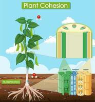 Diagram showing plant cohesion vector