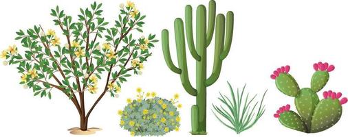Different types of cactus and trees vector