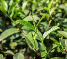 hojas de té verde en una plantación de té