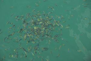 Selective focus  group of yellow fish in the sea