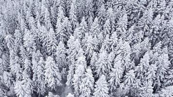 Aerial drone view of beautiful winter scenery with pine trees covered with snow. Snow falling. Cinematic shot. Winter traveling. Background and textures. video