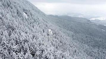 Aerial drone view of beautiful winter scenery in the mountains with pine trees covered with snow. Dark skies and snow falling. Cinematic shot. Winter traveling. video