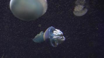 medusa azul e amarela branca flutuando no aquário de água em 4k video