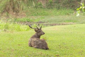 brown long-horned male deer lying on the green grass, looking at the camera, with sand on his head. Forest background photo
