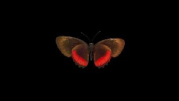 o logotipo da borboleta revela a transição da introdução do abridor video