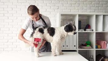 Young female groomer brushing mixed breed dog video