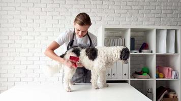 jovem tosador feminino escovando cão de raça mista video