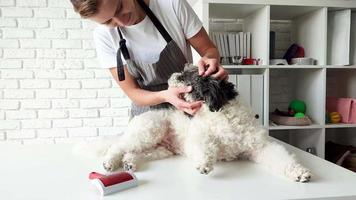 Young female groomer brushing mixed breed dog video