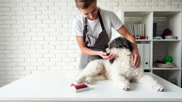 Young female groomer brushing mixed breed dog video