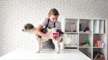 Young female groomer brushing mixed breed dog video