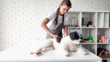 Young female groomer brushing mixed breed dog video