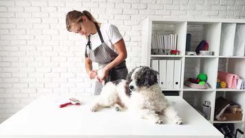 Young female groomer brushing mixed breed dog video