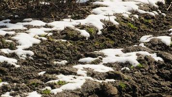 la nieve se está derritiendo en el suelo. suelo arado. el campo está listo para el trabajo agrícola. suelo negro campo de cultivo foto