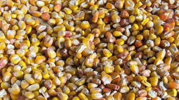 fondo de maíz. maíz amarillo pelado. cosecha de maiz foto