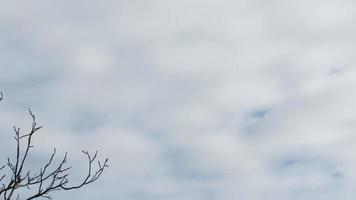 The background of the tree branches and the sky photo