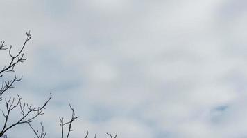 The background of the tree branches and the sky photo