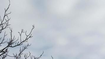 The background of the tree branches and the sky photo