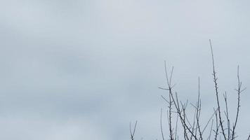 The background of the tree branches and the sky photo