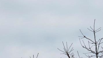 The background of the tree branches and the sky photo