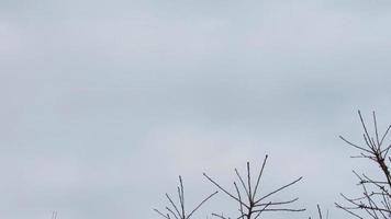 The background of the tree branches and the sky photo