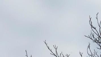 The background of the tree branches and the sky photo