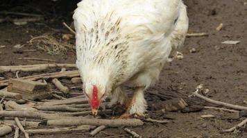 chicken on the farm. breeding chickens. chicken farm photo