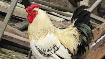cock on the farm. breeding chickens. chicken farm photo