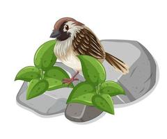 Little sparrow standing on the rock vector