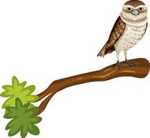 Owl standing on the tree branch vector