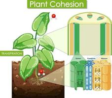 diagrama que muestra la cohesión vegetal vector