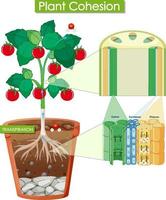 diagrama que muestra la cohesión vegetal vector