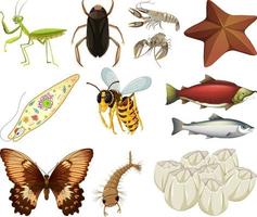 Different kinds of insects and animals on white background vector