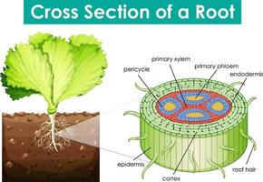 Diagram showing cross section of a root vector