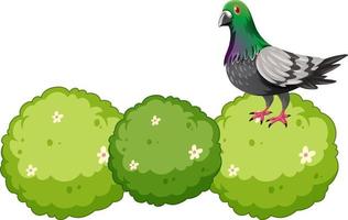 A pigeon on a bush vector