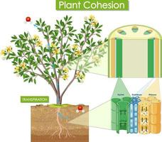 diagrama que muestra la cohesión vegetal vector