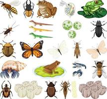 Different kinds of insects and animals on white background vector