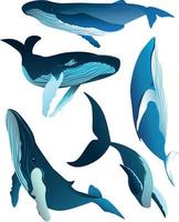 Set of Illustrations of Whales in Different Poses vector