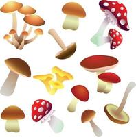 Set of Different Types of Mushrooms vector