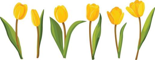 Set of yellow tulips. Vector illustration