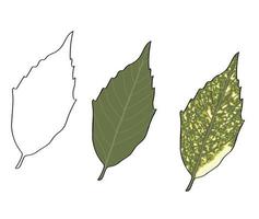 realistic green leaf with outline. vector