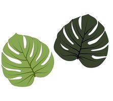 tropical leaf with different two colors. vector