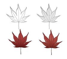 autumn leaf illustration with outline. vector