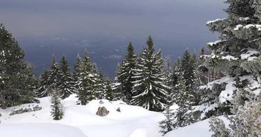 Pinien mit Schnee auf dem Gipfel des Berges an einem Wintertag. dunkler Himmel und fallender Schnee. filmische Aufnahme. Winterreisen. video