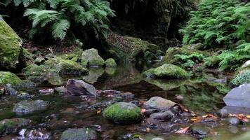 sorgente del fiume che scorre tranquilla nella fitta foresta. sensazione di giungla. viaggiare per il mondo. sensazione rilassante e meditativa. posto bellissimo e sorprendente. rocce e muschio. piante verdi. viaggiare per il mondo. video