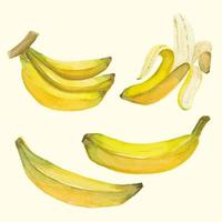 Banana watercolor fruit background vector